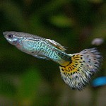Aquarium fisk guppies Aquarium fisk guppies