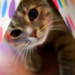 Allergier hos katte