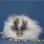 Angora hamster