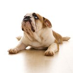 Arthritis hos hunde