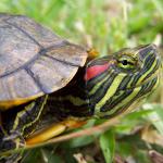 Sygdomme hos de rødbælte skildpadder: de vigtigste symptomer