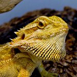 Bearded agama i dit terrarium