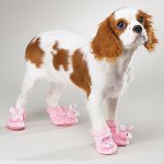 Støvler til hunde: et nyt indfald af ejerne? Støvler til hunde: et nyt indfald af ejerne?