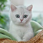 British Chinchilla