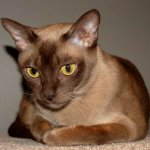 Burmesisk kat