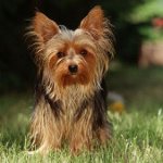Hvad skal du fodre Yorkshire terrier?