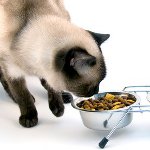 Hvad skal du fodre en kastreret kat Hvad skal du fodre en kastreret kat