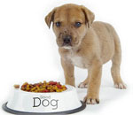 End at fodre en hund? End at fodre en hund?