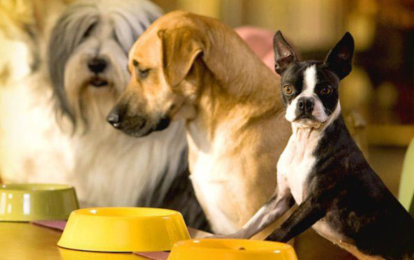 End at fodre en hund? End at fodre en hund?