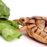 Hvad spiser skildpadden? Hvad spiser skildpadden?