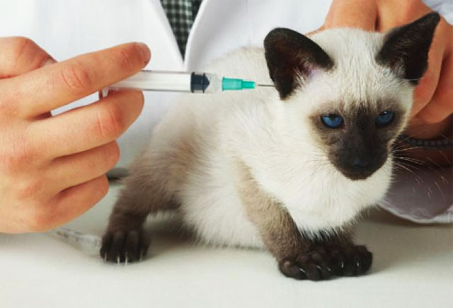 Cat's bur