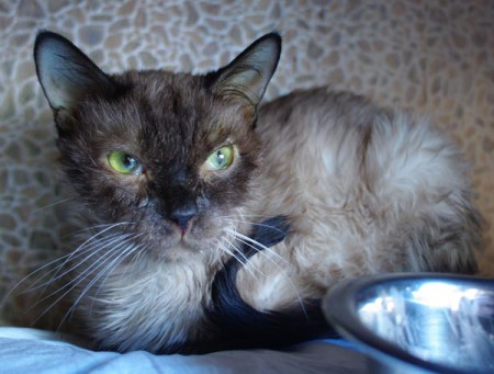 Cat's bur