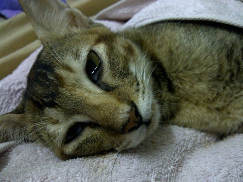 Cat's bur