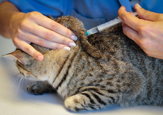 Cat's bur