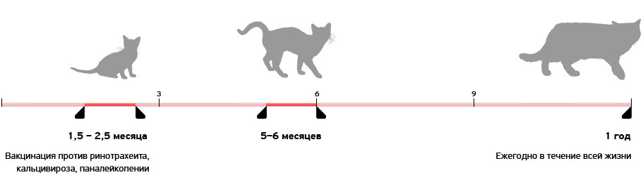 Cat's bur
