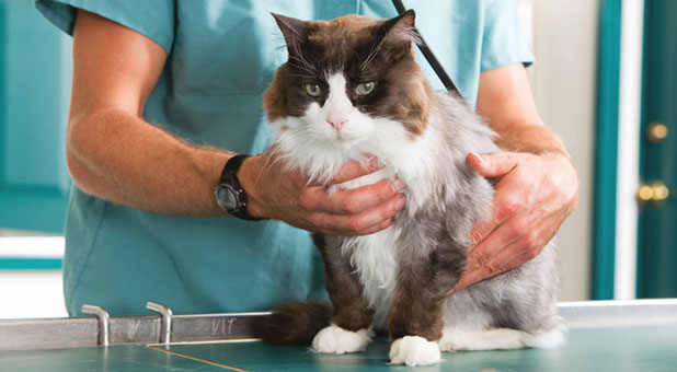 Cat's bur