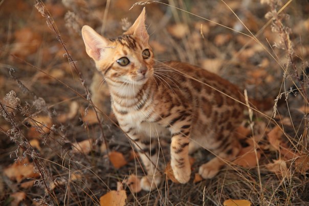 Cat's bur