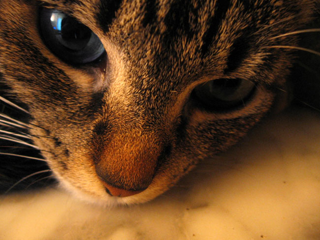 Cat's bur