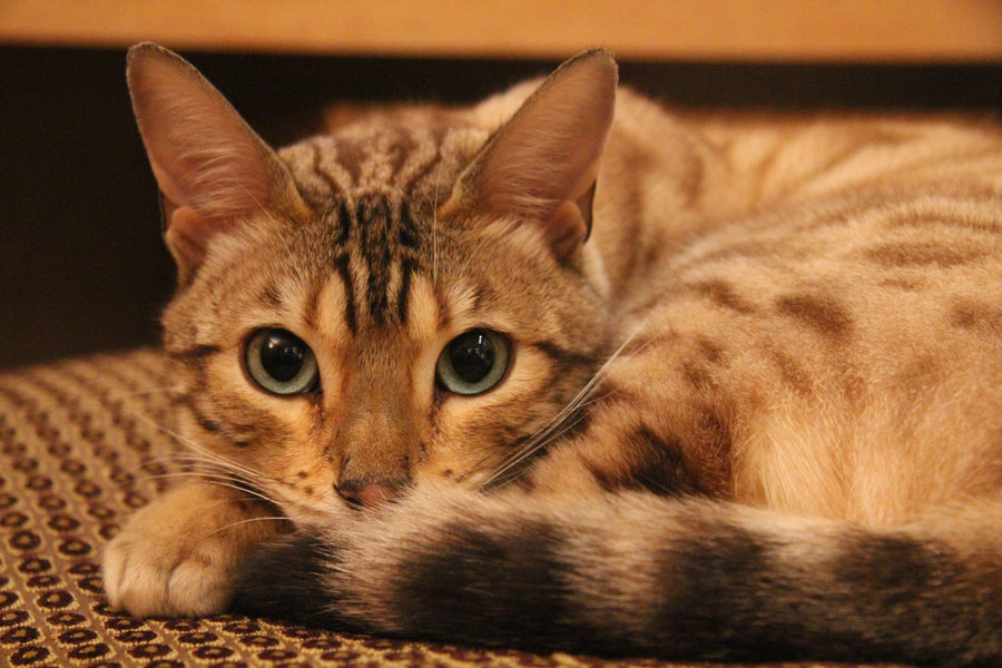 Cat's bur
