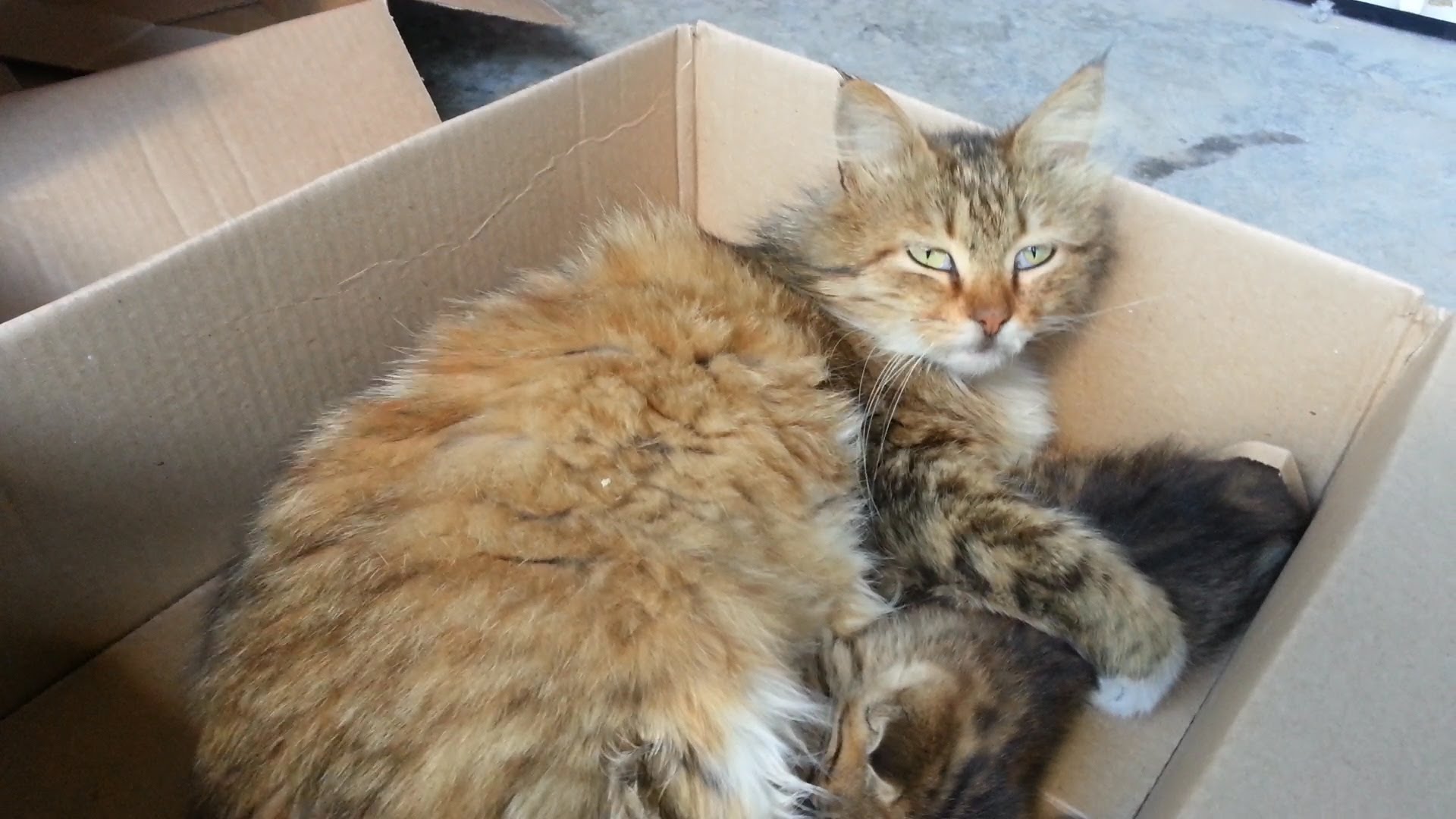 Cat's bur