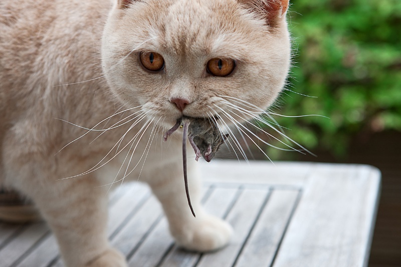 Cat's bur