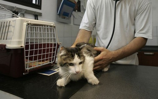Cat's bur