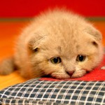 Cystitis hos katte Cystitis hos katte