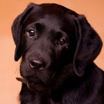 Demodecosis hos hunde Demodecosis hos hunde