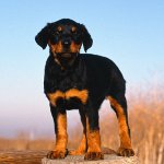 Dysplasi hos hunde Dysplasi hos hunde