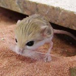 Home jerboa: vedligeholdelse og pleje