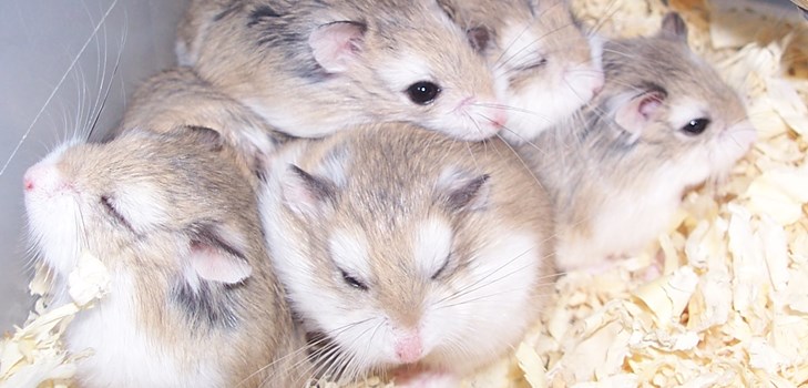 hamsters jungar fotos