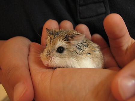 hamster djungar foto