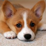 Eksem hos hunde