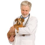 Epilepsi hos hunde Epilepsi hos hunde