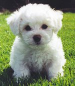 Fransk Bolognese (Bichon Frise)