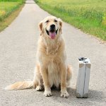 Hvor skal man forlade hunden på ferie?