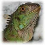 Iguana derhjemme