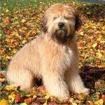 Irsk Softcoated Wheaten Terrier