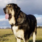 Spansk mastiff