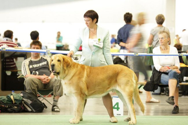 Spansk mastiff