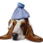 Hvordan kan jeg vide, om din hund er syg?