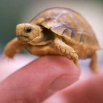 Hvordan man bestemmer en skildpadds køn?