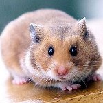 Sådan bestemmes kødet af en hamster