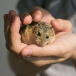Sådan tæmmer du en hamster