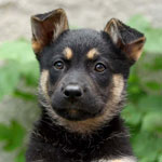 Hvordan lærer jeg hunden til stedet?