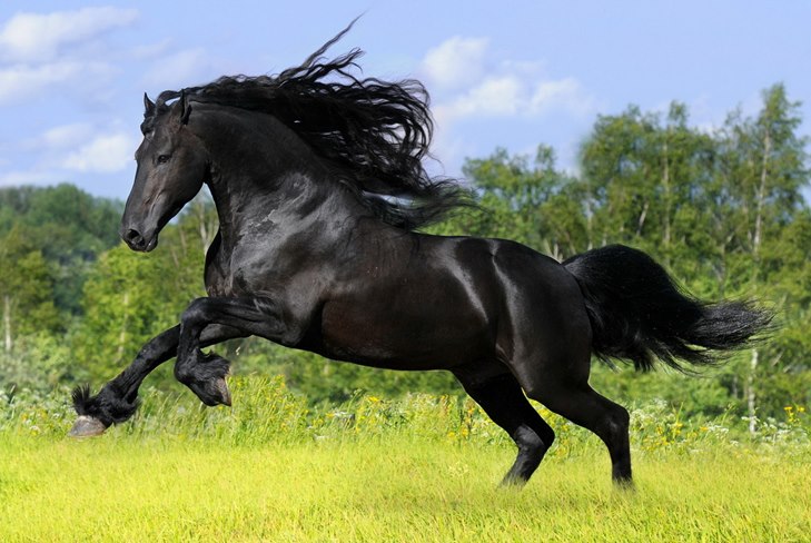 Sådan plejer du en hest: En guide til omsorg for en video