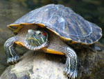 Red-bellied skildpadde