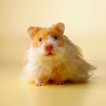 Hvordan vælger man en hamster?