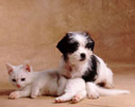 Hvordan vælger man et kaldenavn for hunde og katte?
