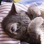 Calcitovirus hos katte Calcitovirus hos katte
